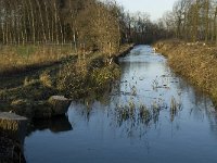 B, Limburg, Lommel, Grote Fosse 19, Saxifraga-Jan van der Straaten